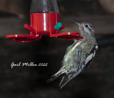 Red-naped Sapsucker 