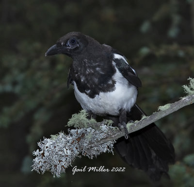 Black-billed Cuckoo 
