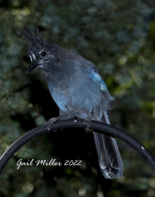 Steller's Jay 