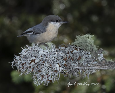 Pygmy Nuthatch