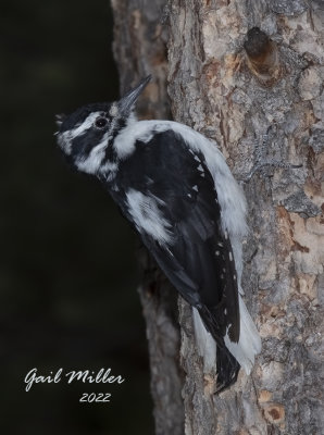 Hairy Woodpecker 