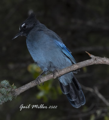 Steller's Jay 