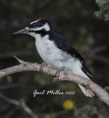 Hairy Woodpecker, male. 