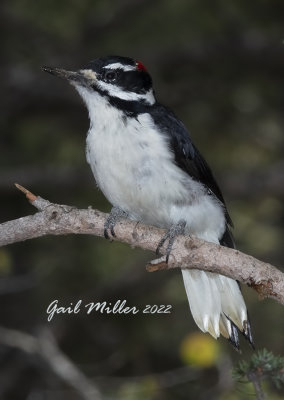 Hairy Woodpecker