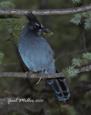 Steller's Jay 