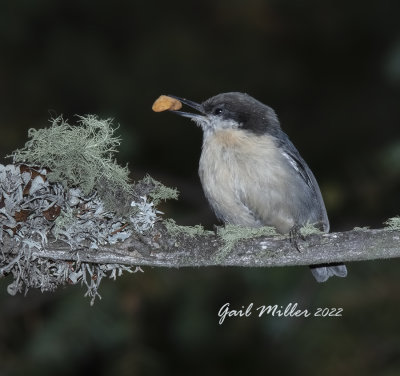 Pygmy Nuthatch