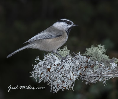 Mountain Chickadee 