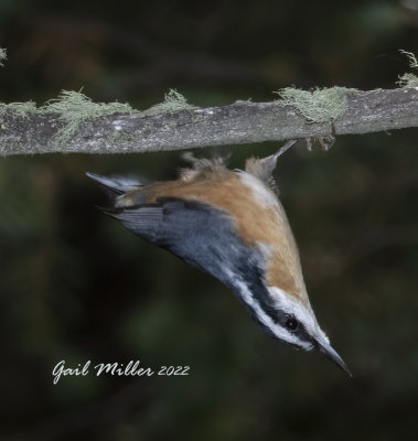 Red-breasted Nuthatch