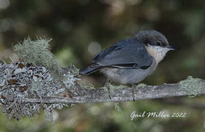 Pygmy Nuthatch