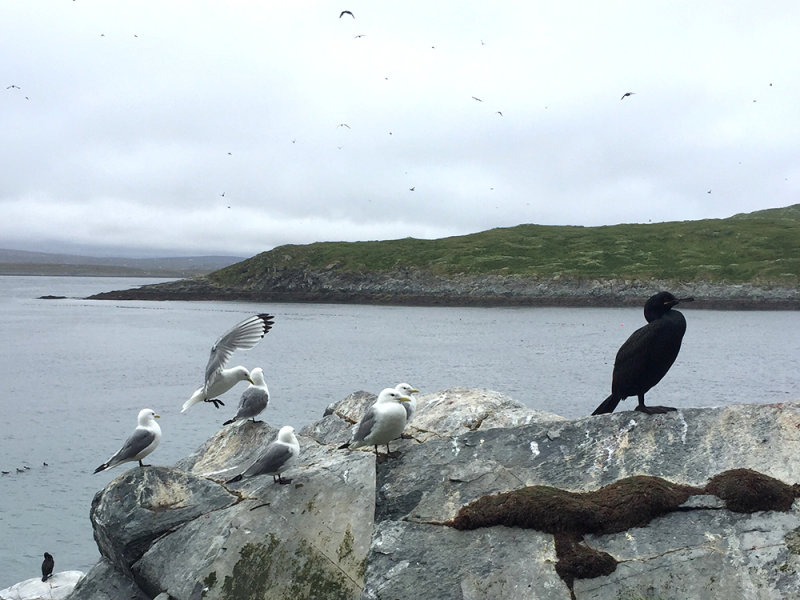 European Shag (Phalacrocorax aristotelis) Toppskarv & Black-legged Kittiwake (Rissa tridactyla) Tretig ms