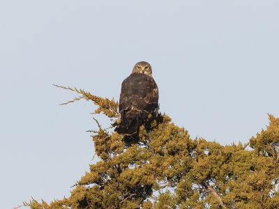 Northern Harrier (Circus hudsonius) Amerikansk krrhk