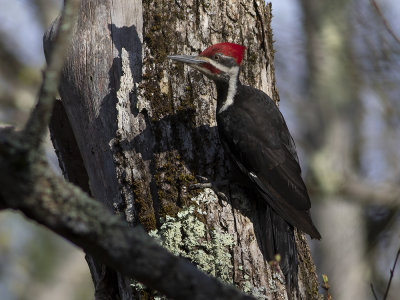 Pileated Woodpecker (Dryocopus pileatus) Amerikansk spillkrka