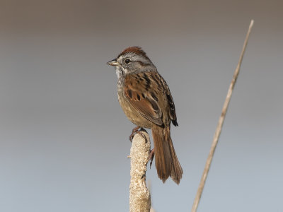 Swamp Sparrow (Melospiza georgiana) Trsksparv