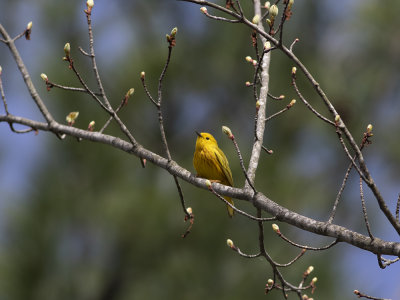 Yellow Warbler (Setophaga aestiva) Gul skogssngare