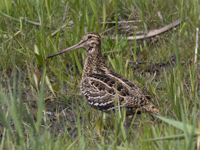 Great Snipe (Gallinago media) Dubbelbeckasin