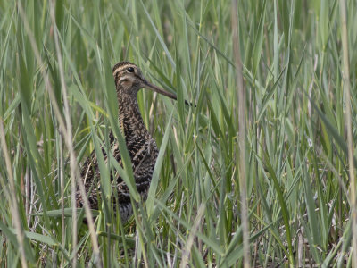 Great Snipe (Gallinago media) Dubbelbeckasin