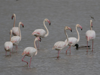 Greater Flamingo (Phoenicopterus roseus) Större flamingo