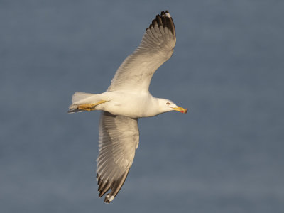 Yellow-legged Gull	(Larus michahellis) Medelhavstrut