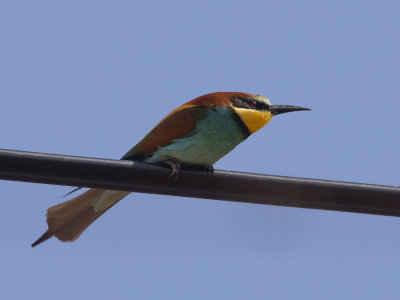 European bee-eater (Merops apiaster) Bitare