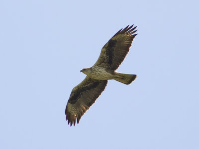 Bonelli's Eagle (Aquila fasciata) Hkrn