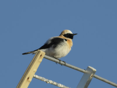 Black-eared Wheatear (Oenanthe hispanica) Medelhavsstenskvtta