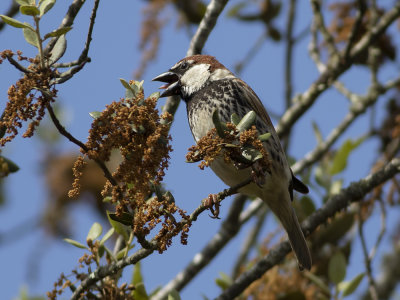 Spanish Sparrow (Passer hispaniolensis) spansk sparv