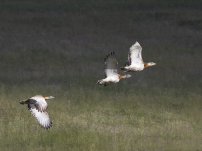 Great Bustard (Otis tarda) Stortrapp