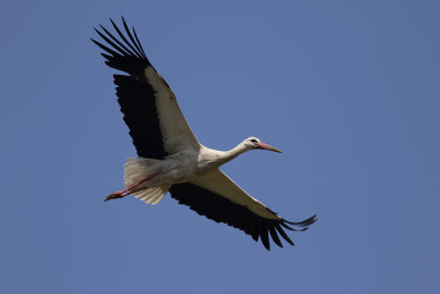White Stork (Ciconia ciconia) Vit stork