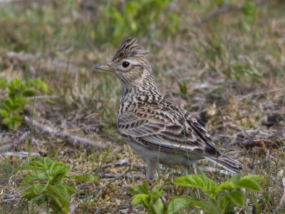 Skylark (Alauda arvensis) Sånglärka