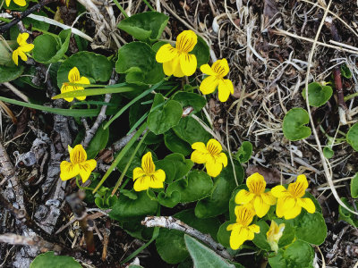 Alpine yellow-violet (Viola biflora) Fjllviol 