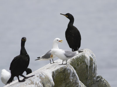 European Shag (Phalacrocorax aristotelis) Toppskarv & Black-legged Kittiwake (Rissa tridactyla) Tretig ms