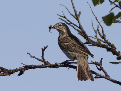 Meadow Pipit	(Anthus pratensis)	ngspiplrka