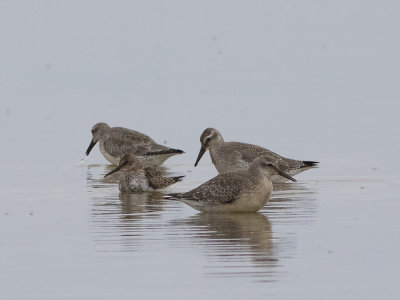 Red Knot (Calidris canutus) Kustsnäppa
