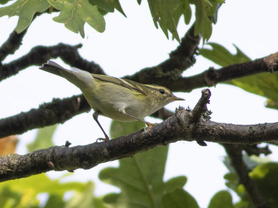 Yellow-browed Warbler (Phylloscopus inornatus) Tajgasångare