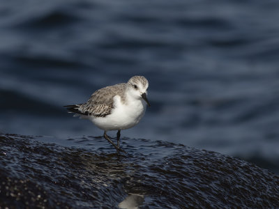 Sanderling (Calidris alba) Sandlöpare