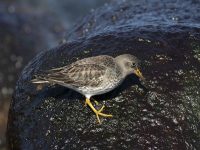 Purple Sandpiper (Calidris maritima) Skärsnäppa