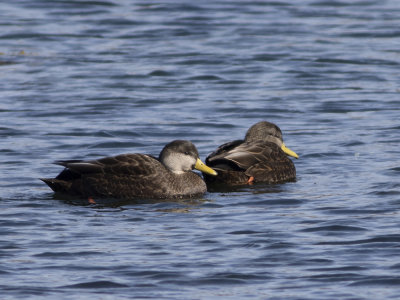 American Black Duck (Anas rubripes) Svartand
