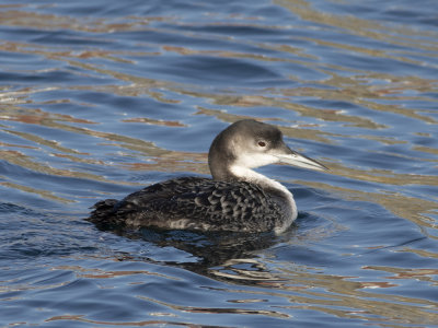 Common Loon (Gavia immer) Svartnäbbad islom