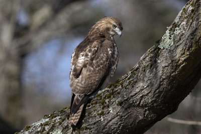 Red-tailed Hawk (Buteo jamaicensis) Rödstjärtad vråk
