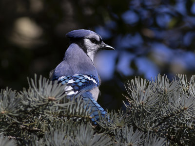 Blue Jay (Cyanocitta cristata) Blåskrika