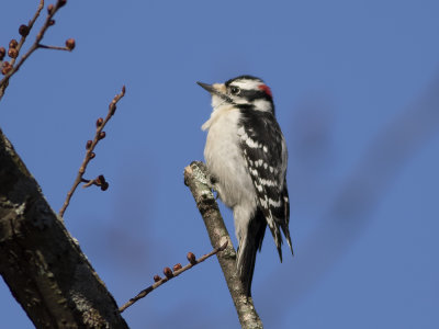 Downy Woodpecker (Dryobates pubescens) Dunspett