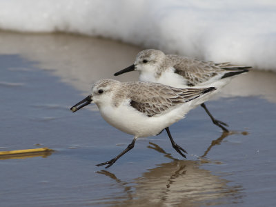 Sanderling (Calidris alba) Sandlöpare