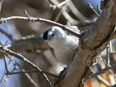 White-breasted Nuthatch (Sitta carolinensis) Vitbröstad nötväcka