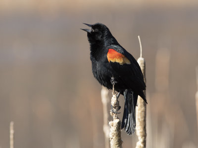Red-winged Blackbird (Agelaius phoeniceus) Rödvingetrupial