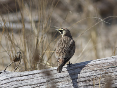 Horned Lark (Eremophila alpestris) Berglärka