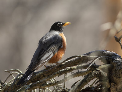 American Robin (Turdus migratorius) Vandringstrast