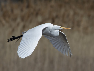 Great Egret (Ardea alba) Ägretthäger