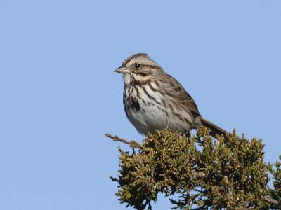 Song Sparrow (Melospiza melodia) Sångsparv