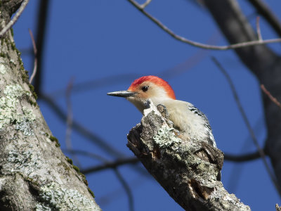 Red-bellied Woodpecker (Melanerpes carolinus) Karolinaspett