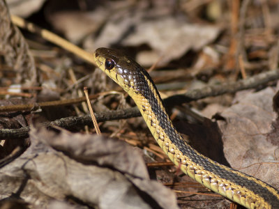 Eastern garter snake (Thamnophis sirtalis sirtalis) Strumpebandssnok